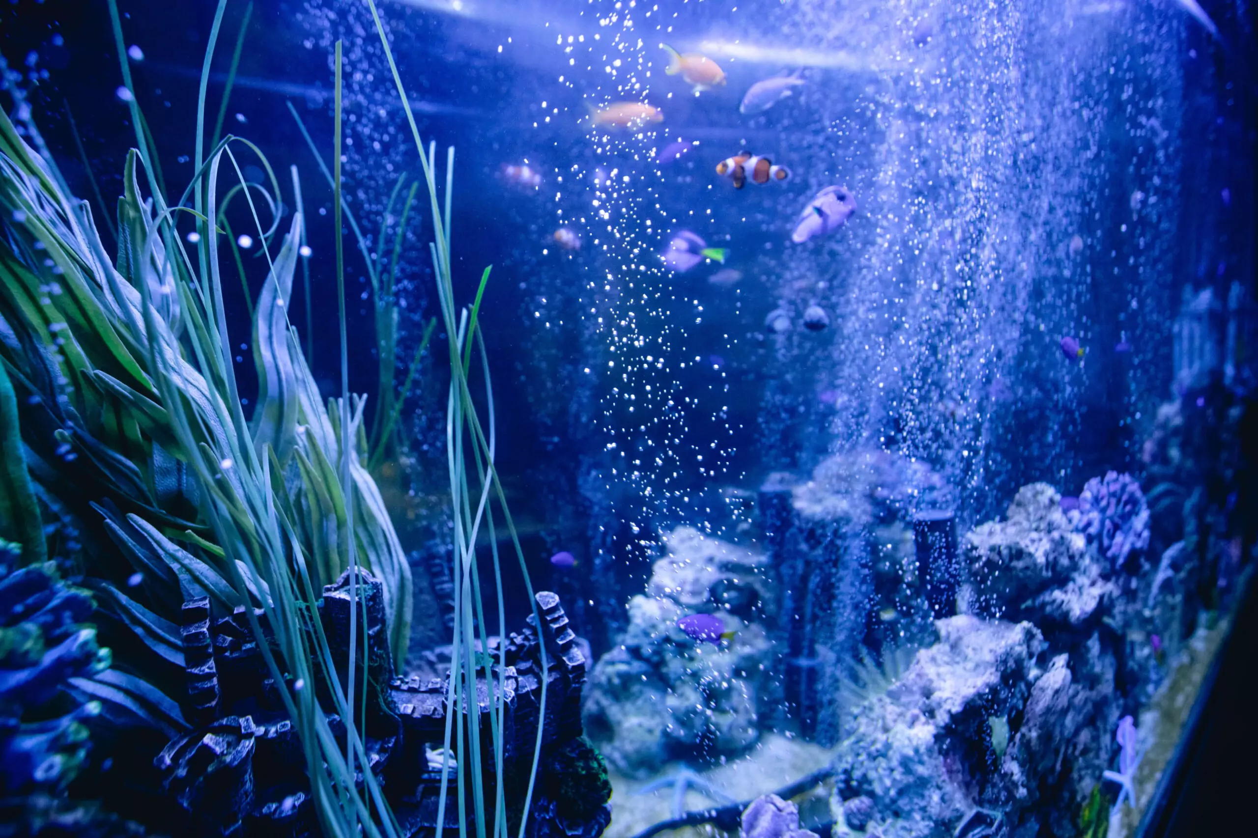 Fish in a restaurant aquarium